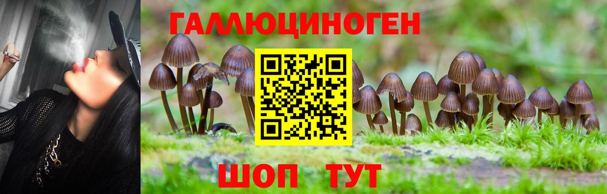 Псилоцибиновые грибы Psilocybine cubensis Конаково
